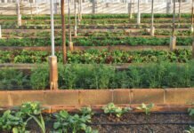 How To Increase Food Production In Smart Cities?