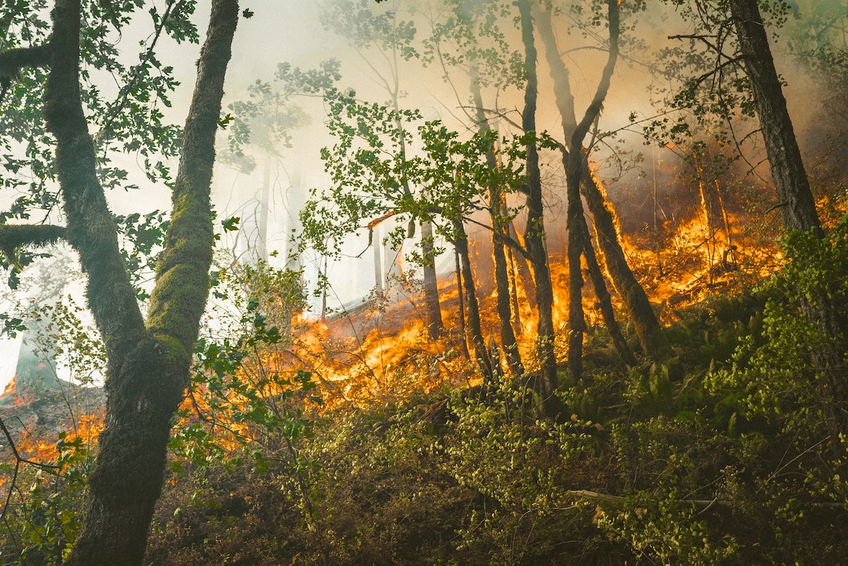 Wild fire